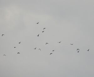 DSCN8794m.jpg