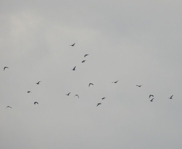Plik:DSCN8794m.jpg