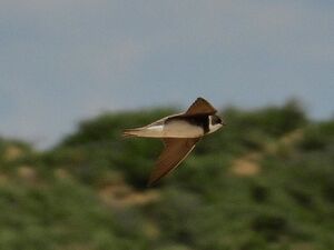 RSCN9732~2.jpg
