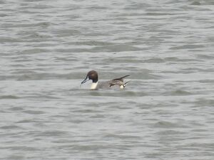 RSCN2339~2.jpg