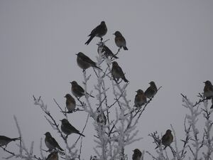 DSCN4338m1.jpg