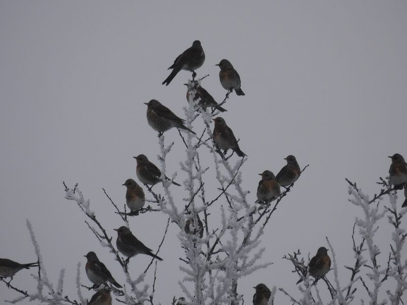 Plik:DSCN4338m1.jpg