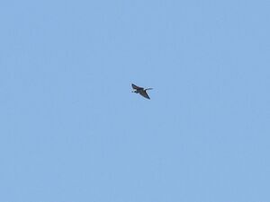 RSCN7821.JPG