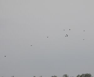 DSCN5243m.jpg