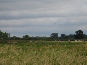 DSCN8363m1.jpg