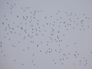 DSCN9714m1.jpg