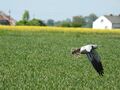 Miniatura wersji z 20:15, 14 maj 2025