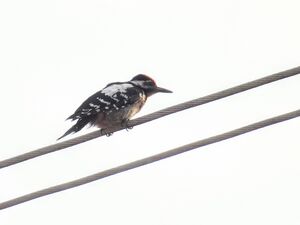 SCN1550~2.jpg