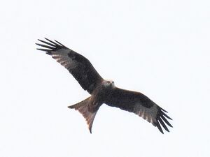 RSCN3192~3.jpg