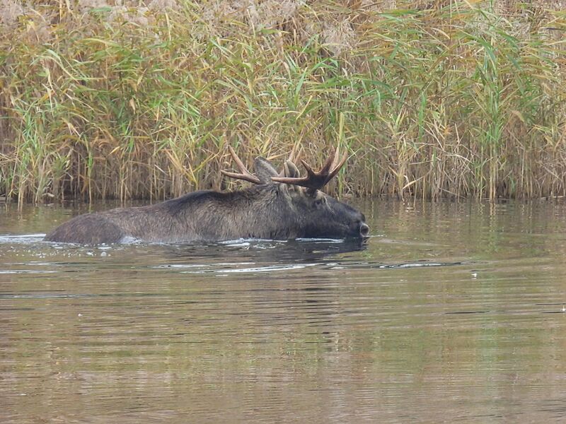 Plik:RSCN8828~2.jpg