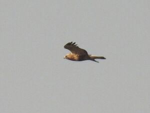 RSCN9920~2.jpg