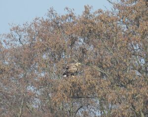 DSCN6873m1.jpg