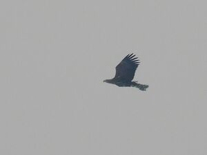 RSCN3894.jpg