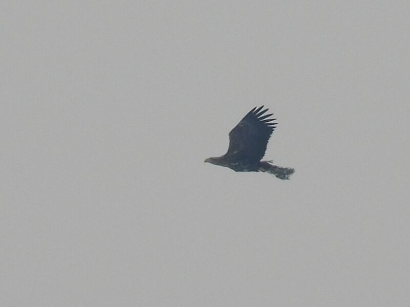 Plik:RSCN3894.jpg