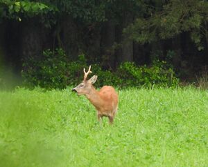 DSCN3337m.jpg