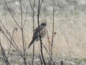 RSCN5335~2.jpg