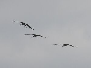 RSCN8380.JPG