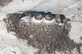 DSC07752.jpg