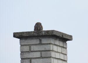 DSCN6606m1.jpg