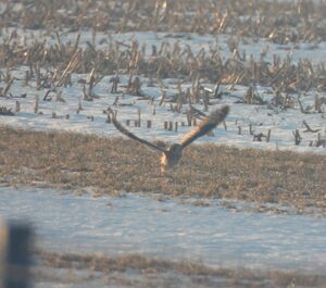 Błotnica 1.jpg