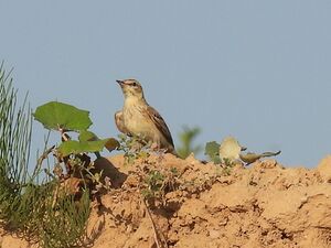 RSCN7819.JPG