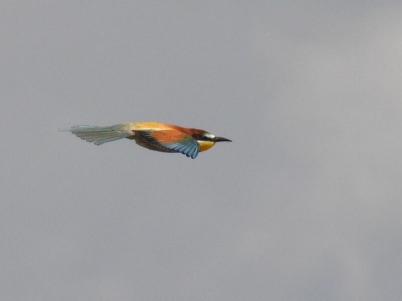 Plik:RSCN9749~4.jpg
