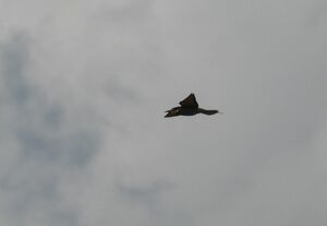 DSCN8136m2.jpg