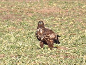 RSCN0493~2.jpg