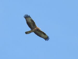 RSCN2104.jpg