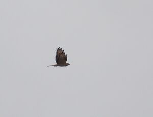 DSCN8090m2.jpg