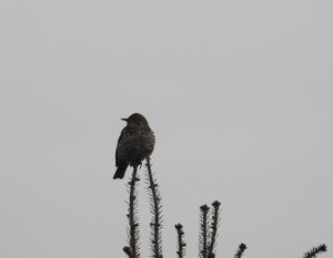 DSCN6373m.jpg