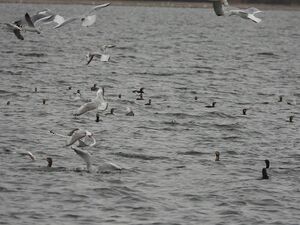 DSCN4664m.jpg