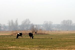 Krowy ZLPW.jpg