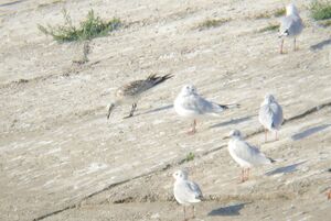 Medgull jeziorsko 18-08-2013.jpg