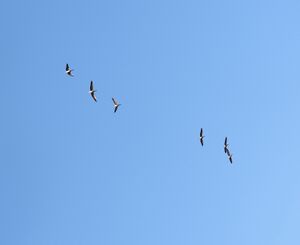 DSCN2767m.jpg