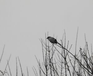 DSCN4110m.jpg