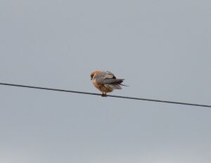 DSCN4044m.jpg