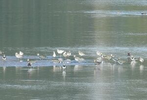 DSCN6729m2.jpg