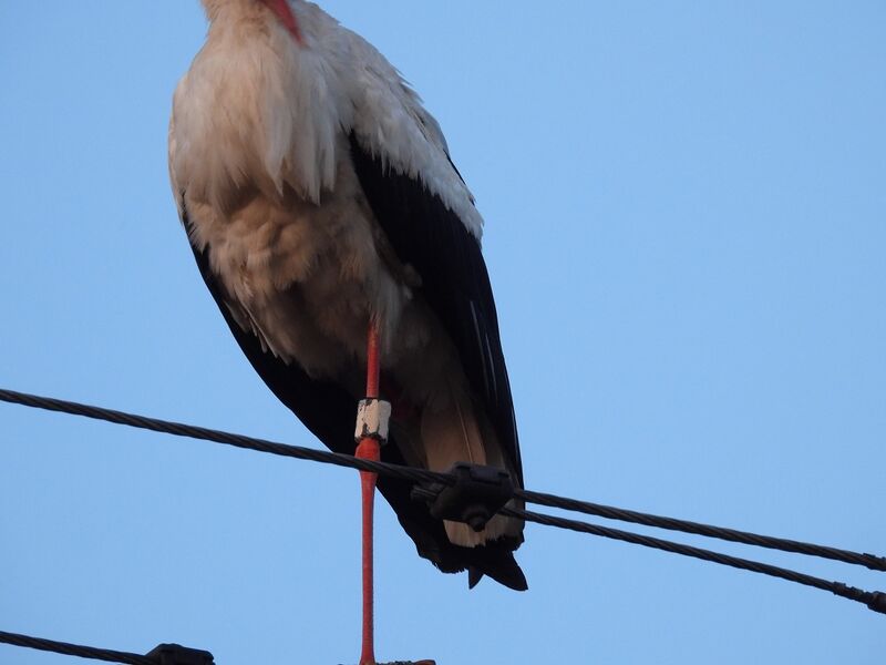 Plik:DSCN8015m1.jpg