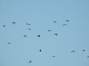SCN3782.jpg