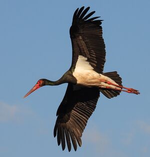 SCN8831~6.jpg