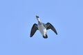 Miniatura wersji z 14:52, 10 sty 2026