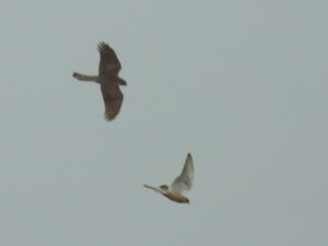 RSCN2745.jpg