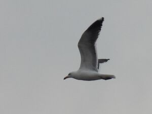 RSCN9928.jpg