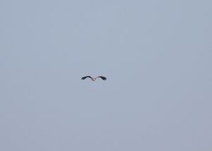 DSCN6862m1.jpg