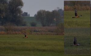 CimZlakow2.JPG