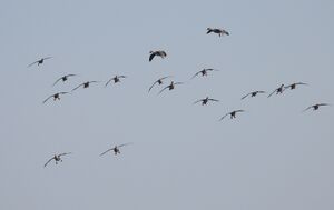 DSCN9720m1.jpg