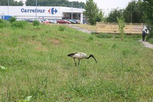 Th IMG 4345.jpg
