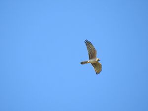 Messenger creation 8C5A19AB-9261-488D-8AB8-B7D37B6E5E22.jpg