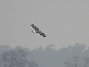 RSCN2058~2.jpg